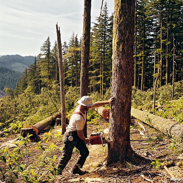 Restrictions on logging in federal forests in the 1990s sent the state’s timber industry into a death spiral. (R. LAMB/ClassicStock/The Image Works)